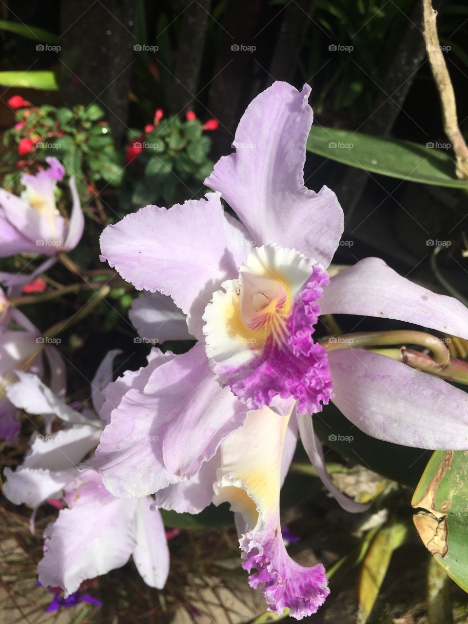 Garden plant blooming, orchid Cattleya 
