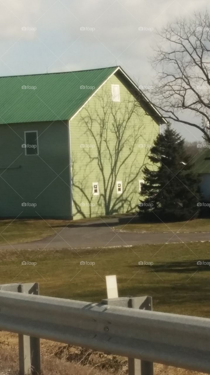 dancing shadows on the barn