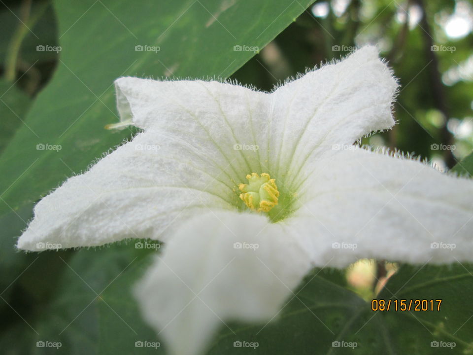 What are these hair like stru