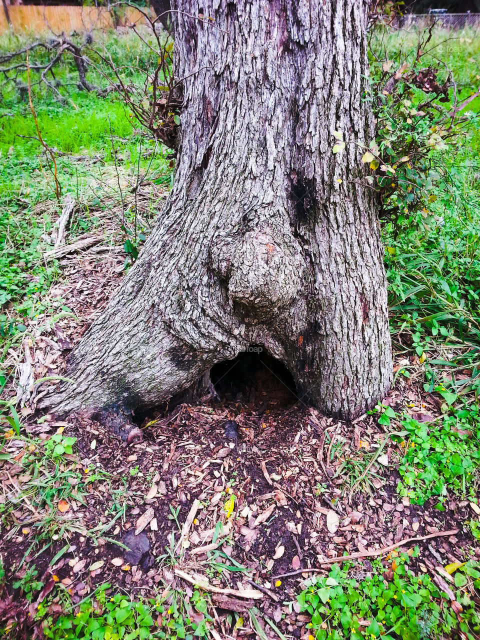 The shocked tree