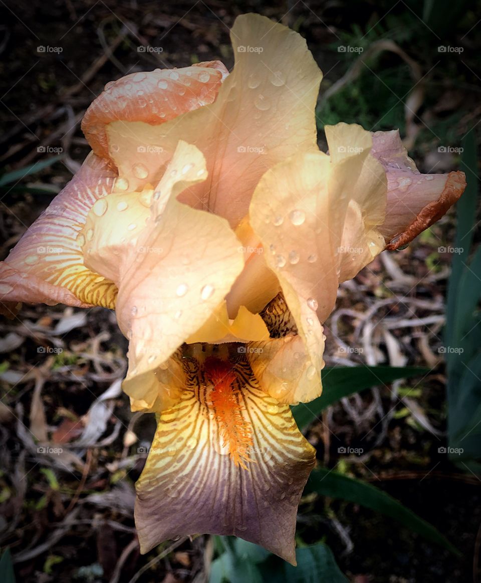 Peach and burgundy iris
