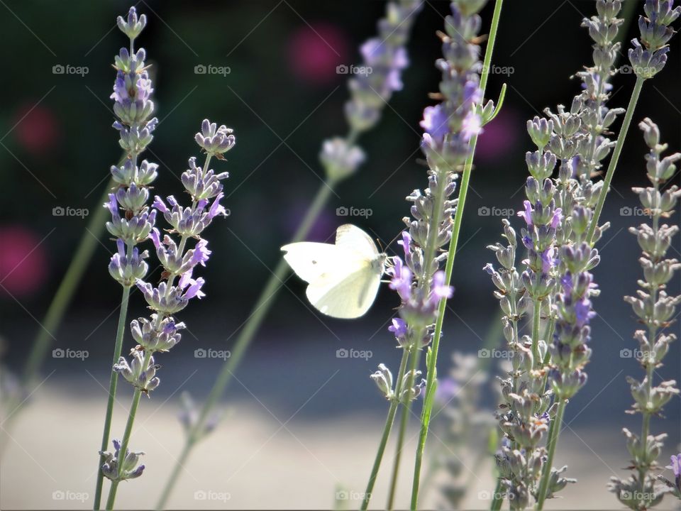 White Butterfly