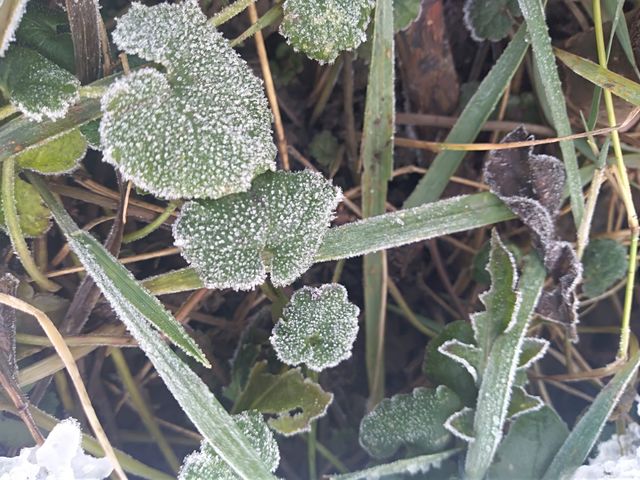 frozen nature