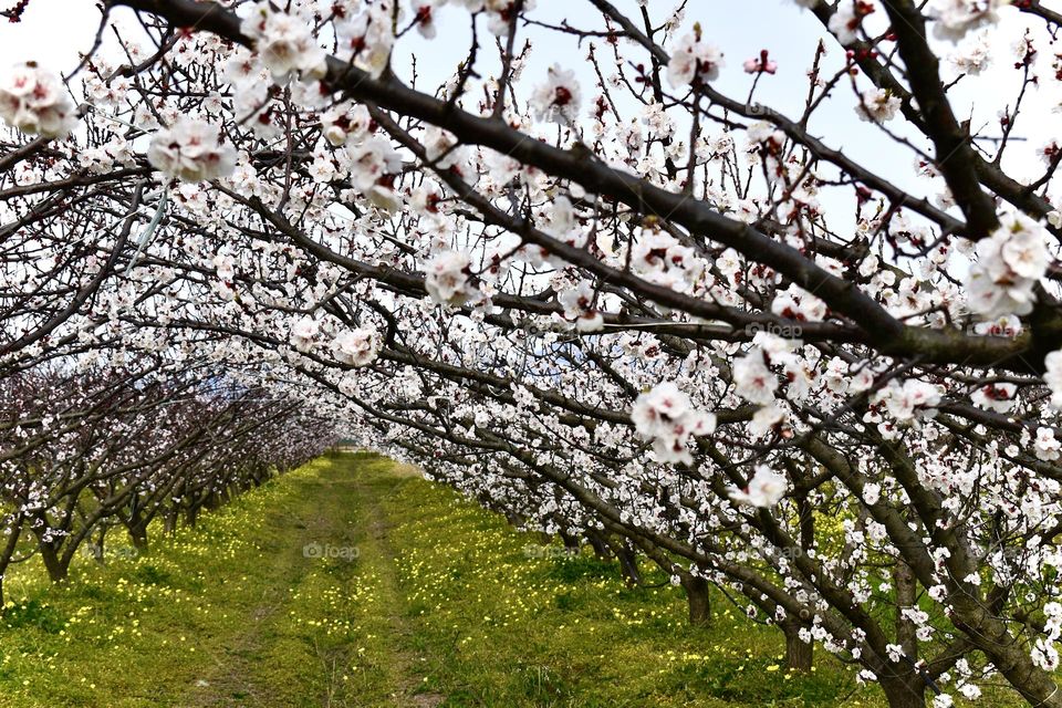 Blooming trees