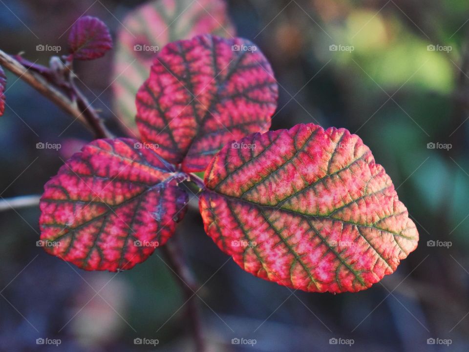 colored leafs