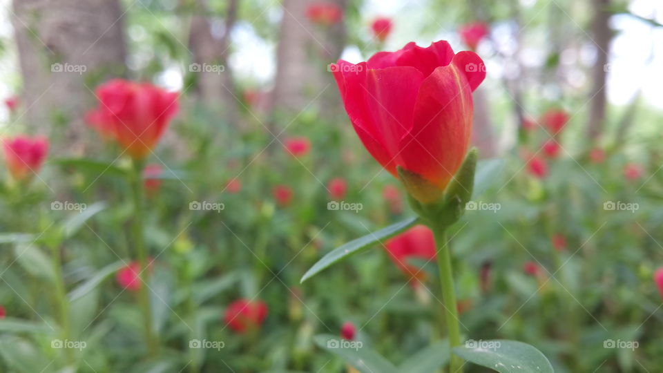 Flowers in my garden