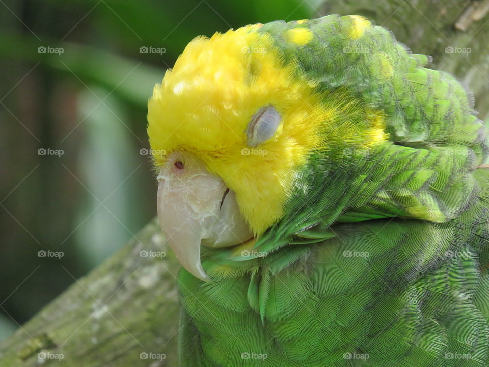Sleeping Parrot 