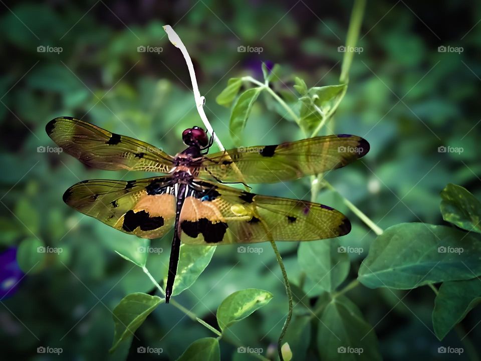 Dragonfly on a leaf