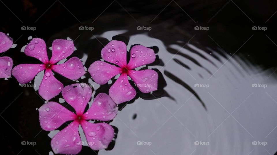 flowers on the water