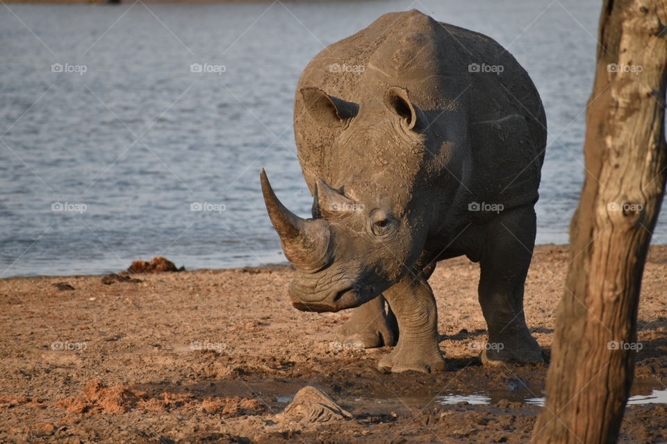 Rhinoceros - Kruger National Park, South Africa 