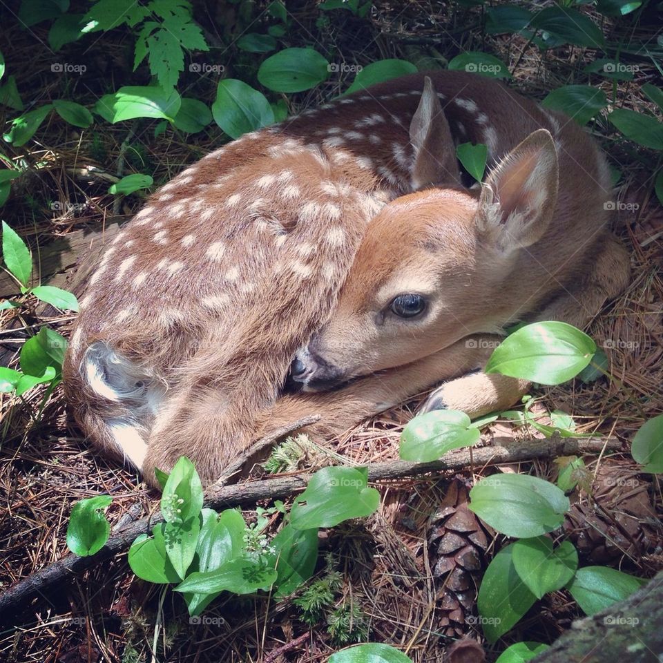 View of young fawn