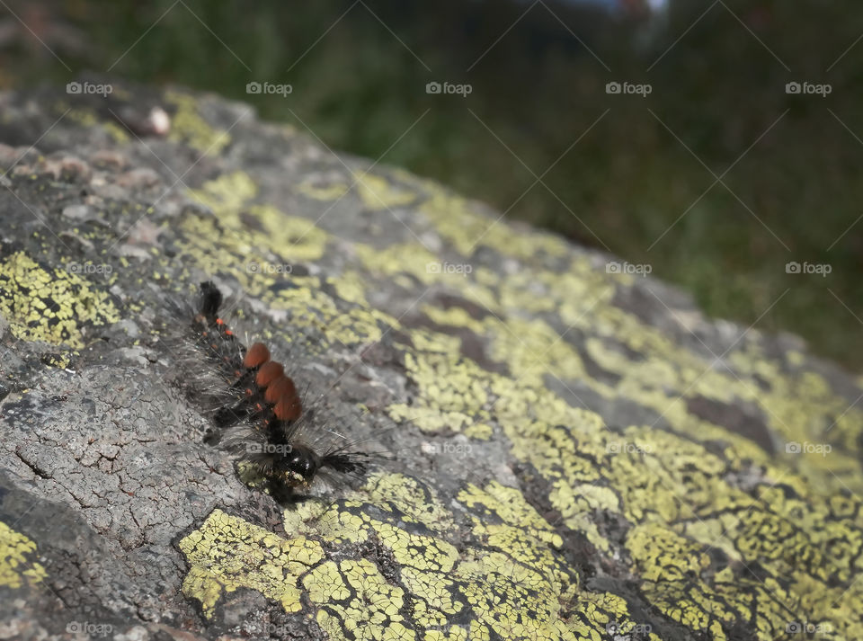 stone and caterpillar that mimicries