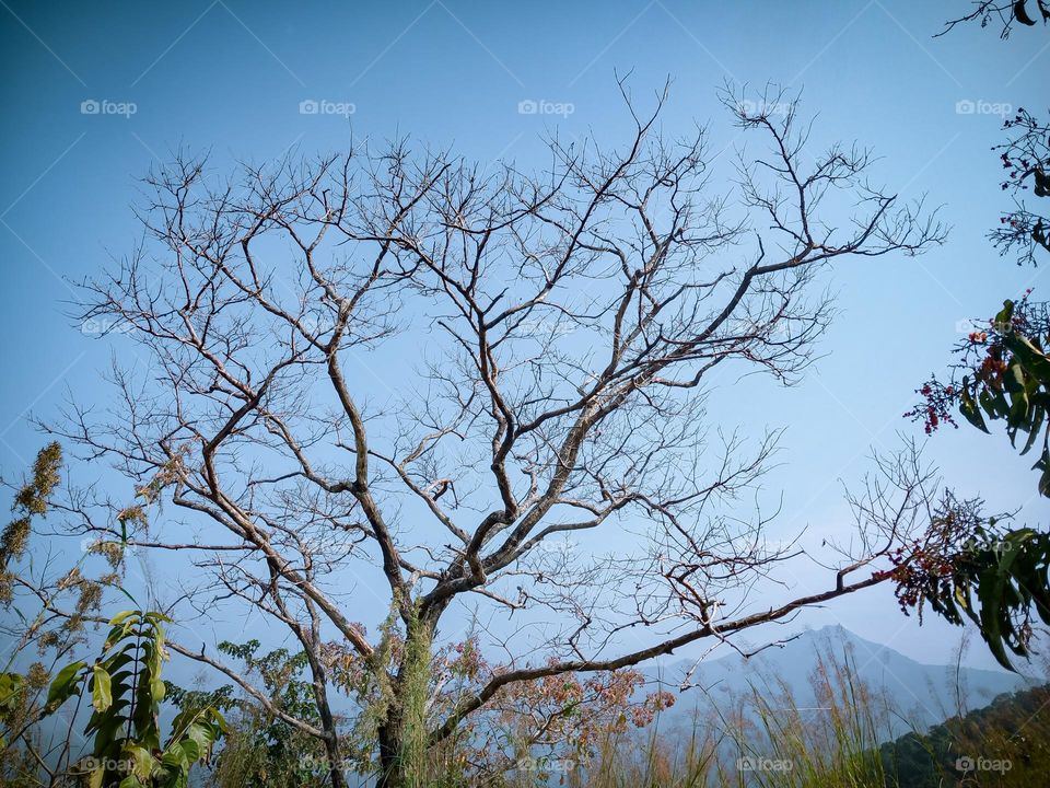 Tree Without Leaves With Roots