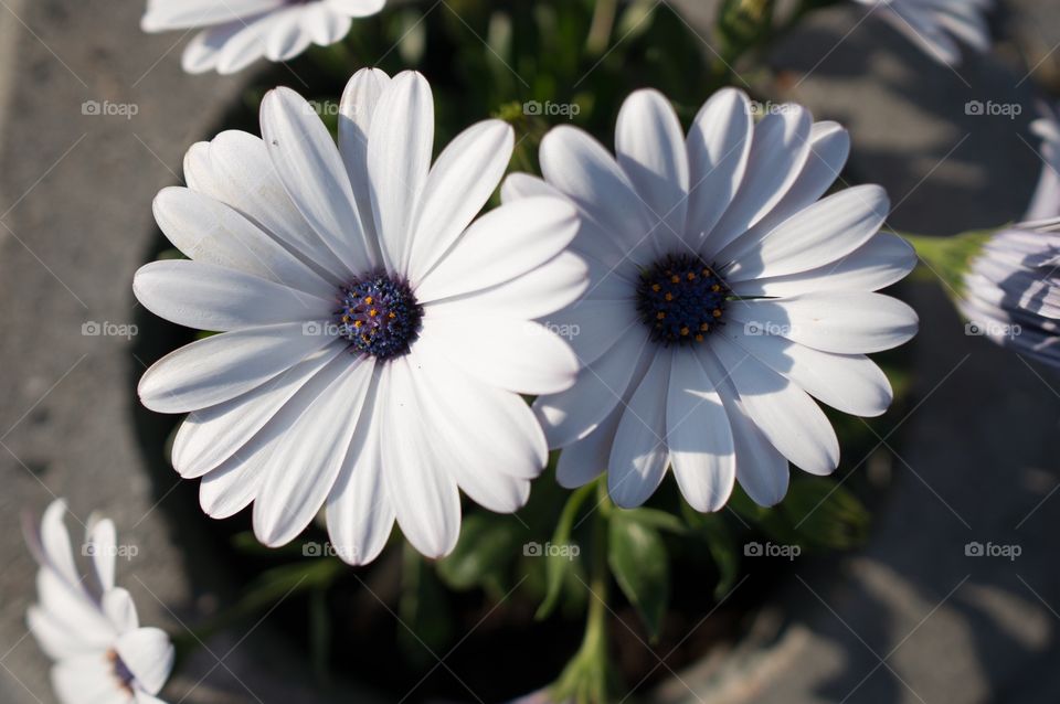 White flowers 