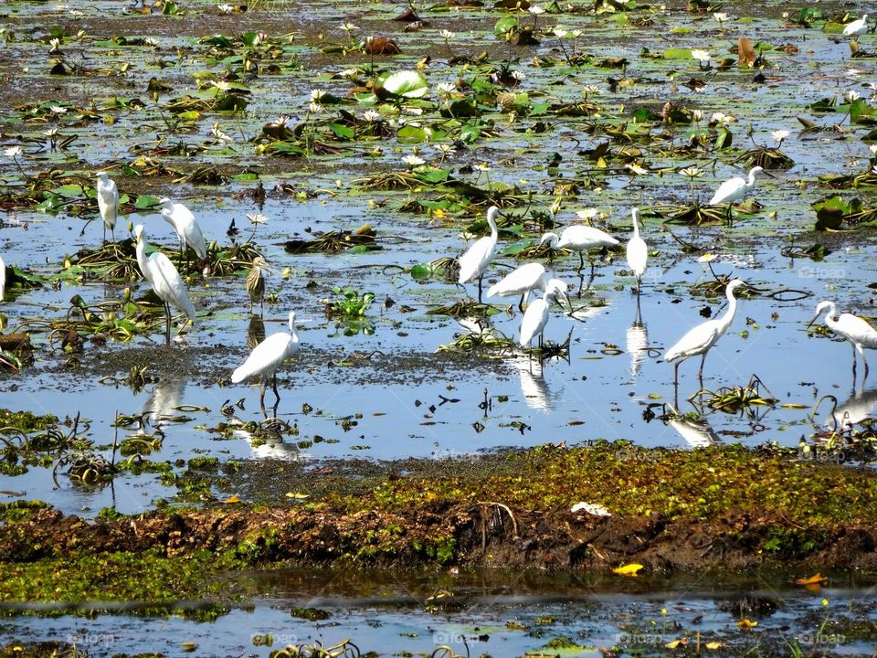 aigrettes en Inde