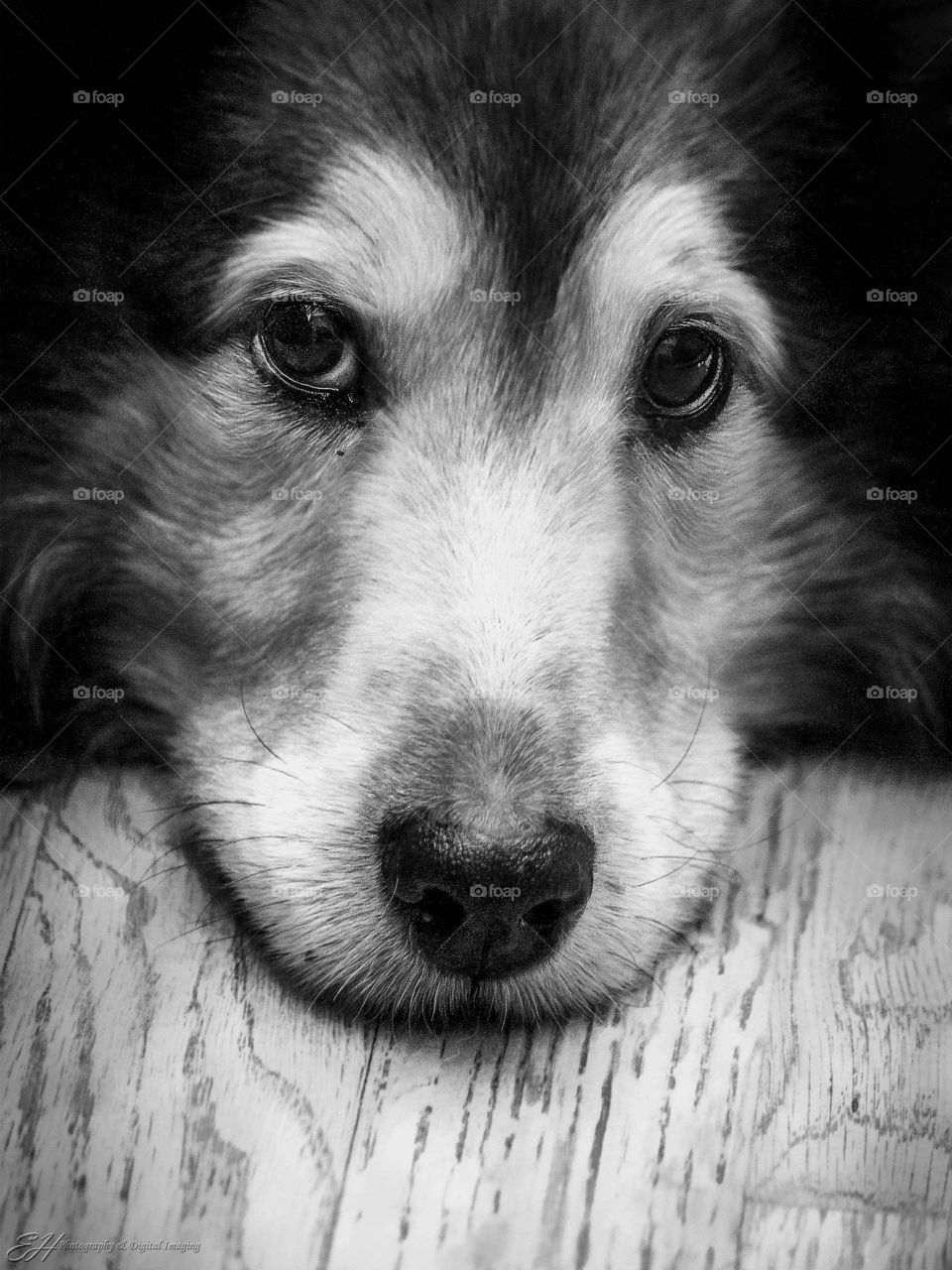 Dog Portrait 