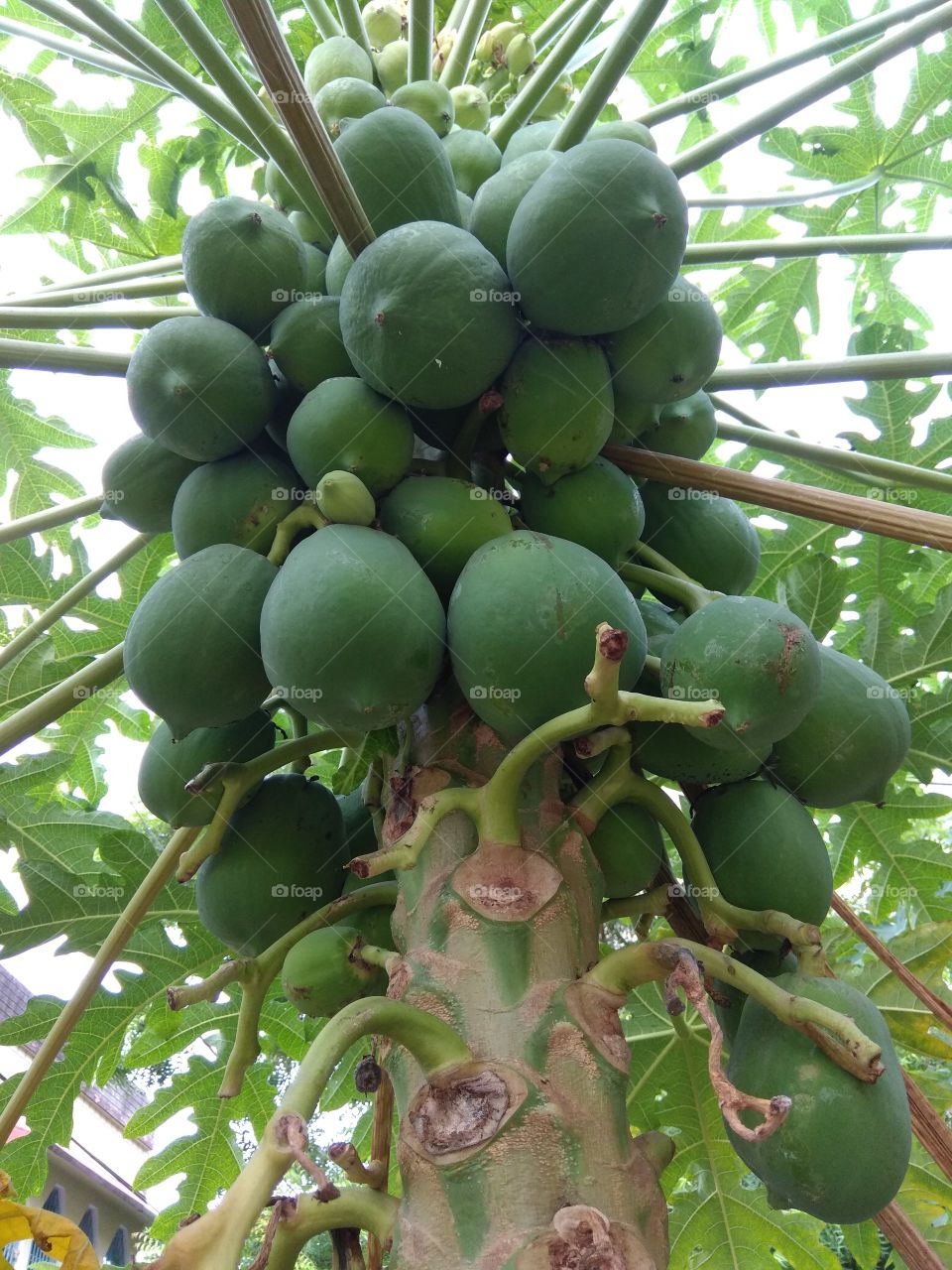 papaya tree