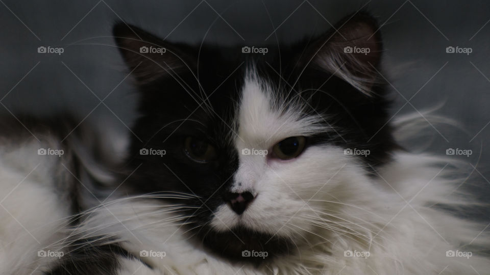 Cat, Animal, Portrait, Pet, Kitten