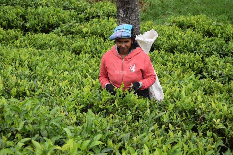 Beautiful person in tea plantations of Sri Lanka shot with my Nikon 