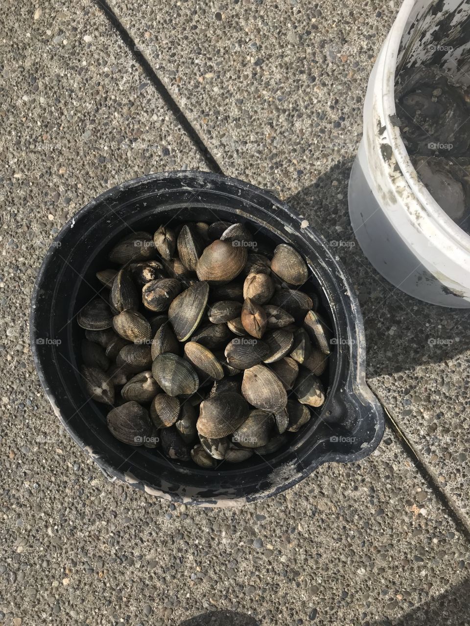 Steamer clams