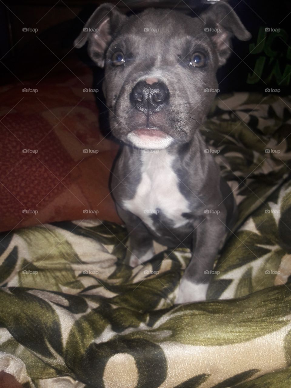 I love my Rocky 🐕