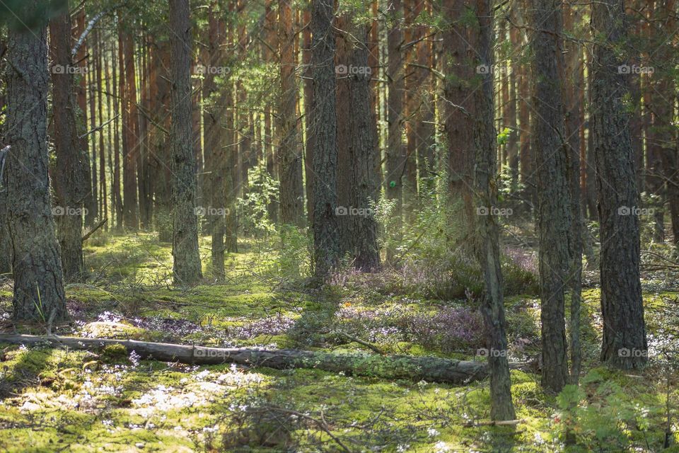 In the thicket of the forest