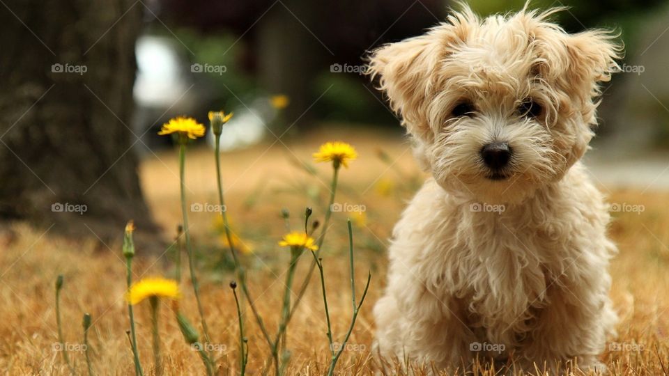 dog with yellow flower