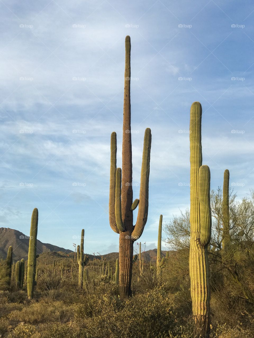 Nature - Desert Landscape 