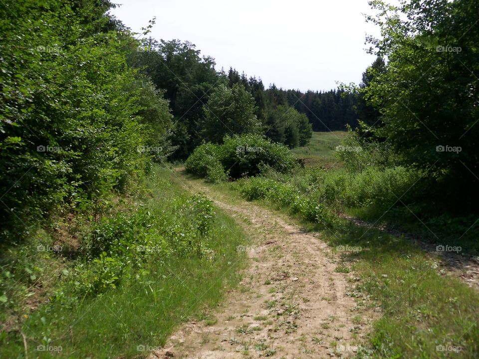 forest trail