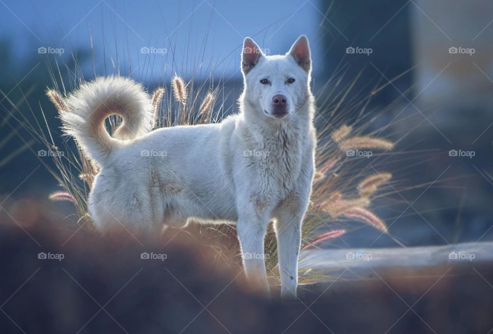 a white wolfdog look at me-