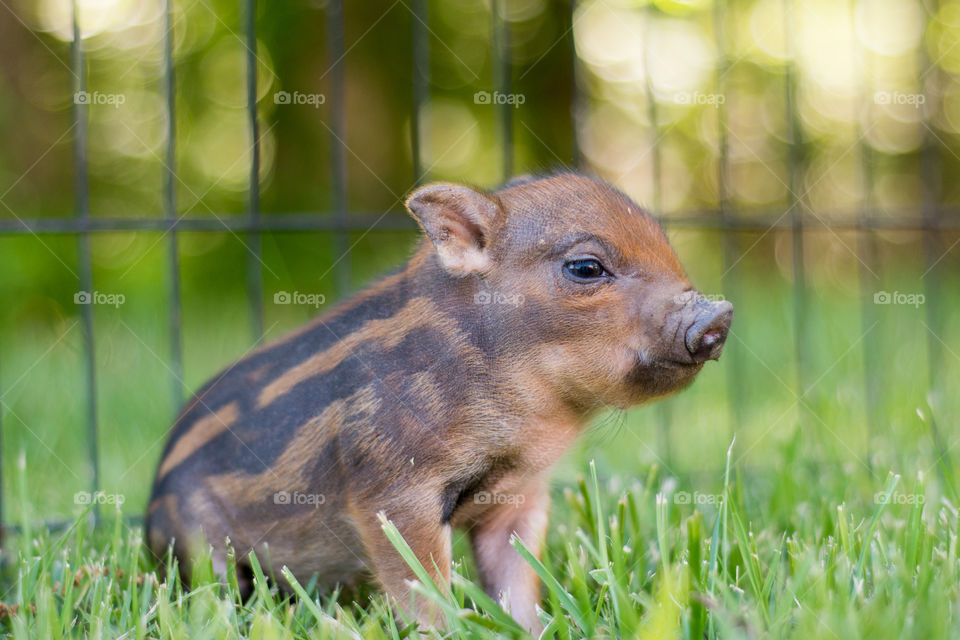 Piglet in grass