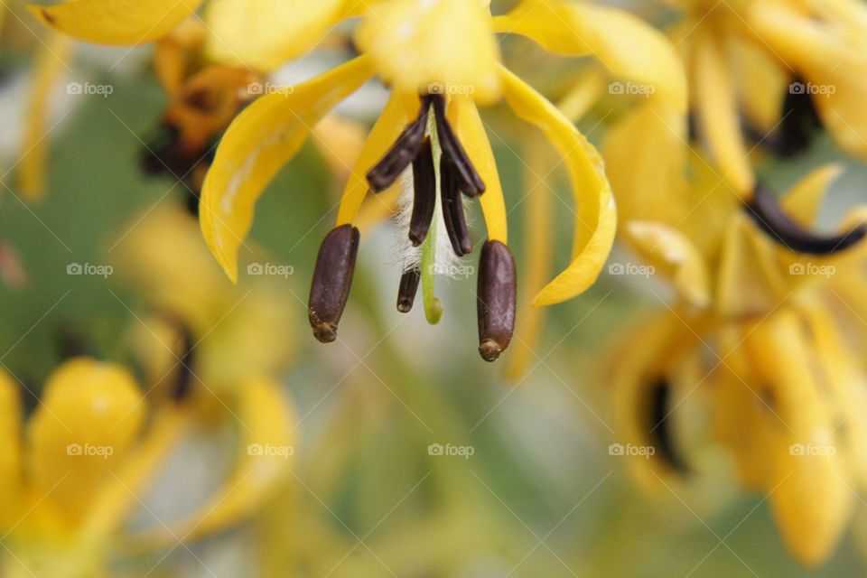 Yellow flower blooms blossom green pretty plant springtime