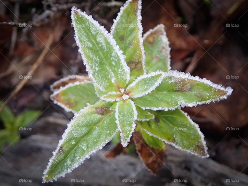 Frozen flower in a forest on a cold morning