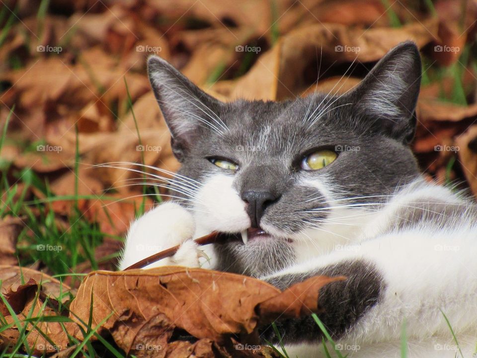 Kitty in the fall