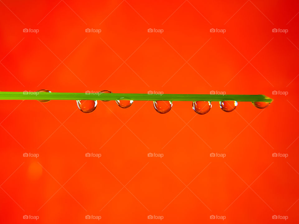 water drops on grass stalk on red background