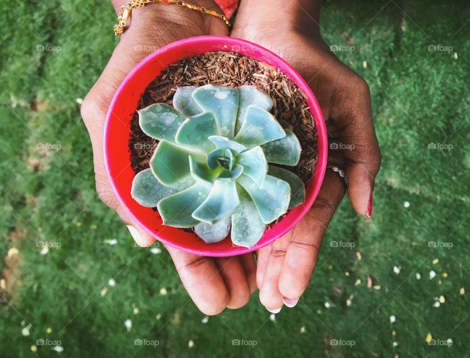Rose cactus