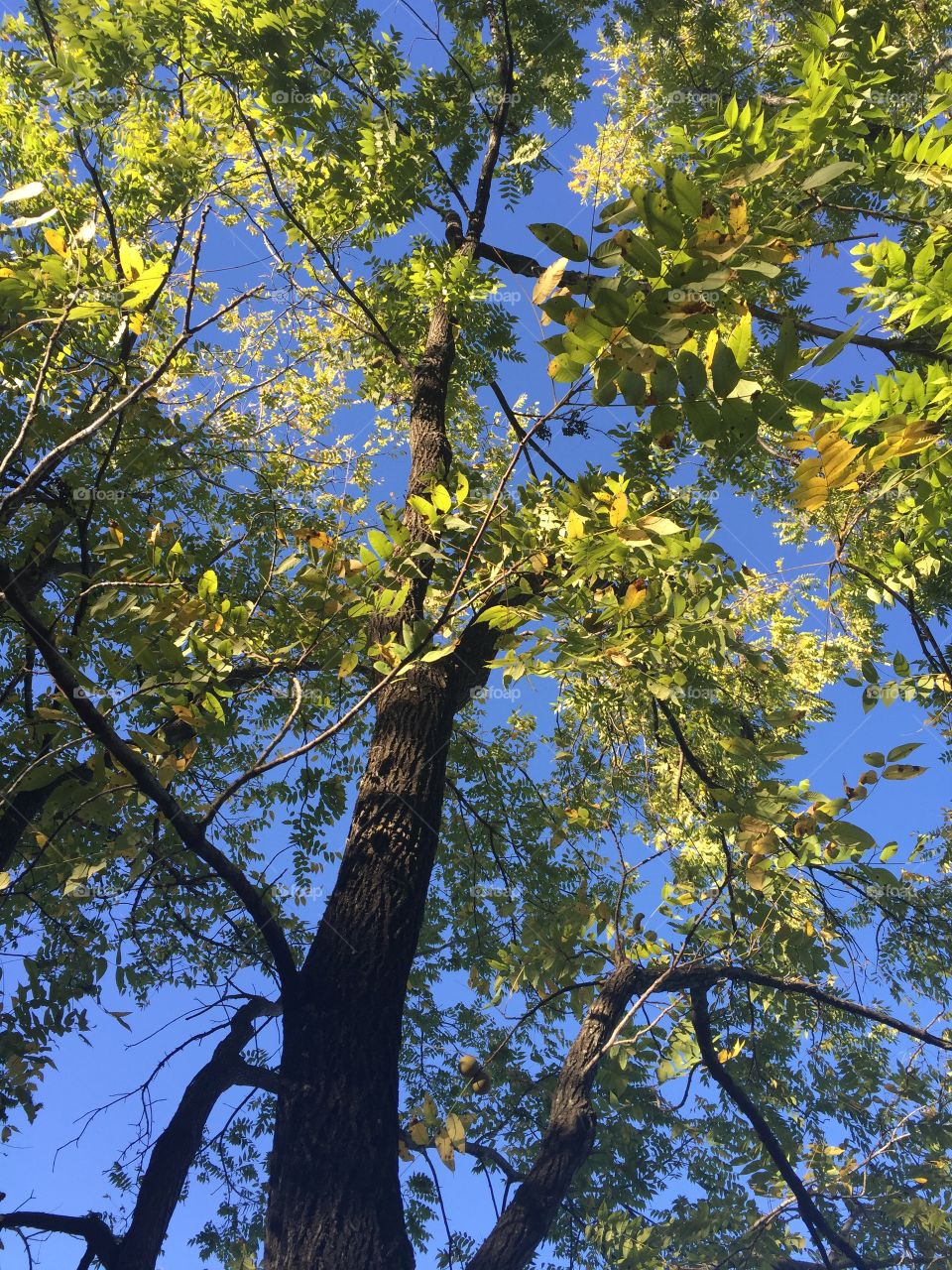 Tree against a blue sky