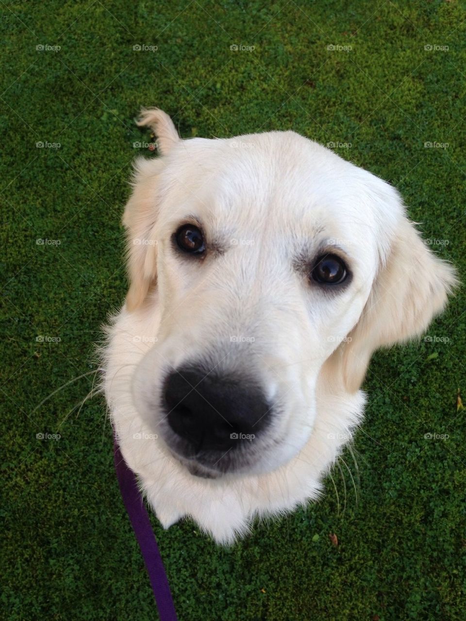 High angle view of dog