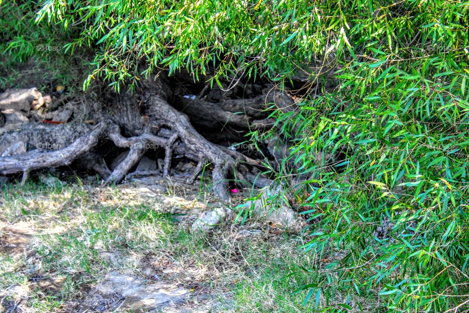tree roots along the Sacramento River Bank