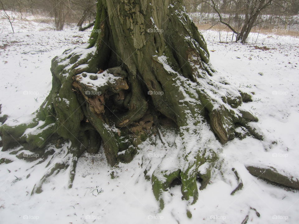 Snow On A Tree Trunk