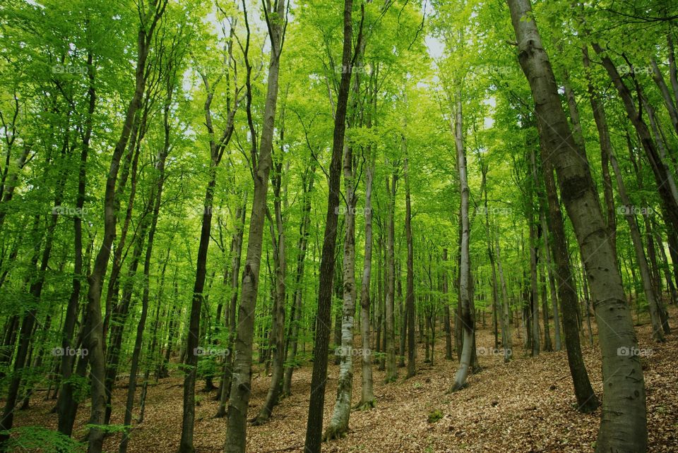 Beautiful Forest