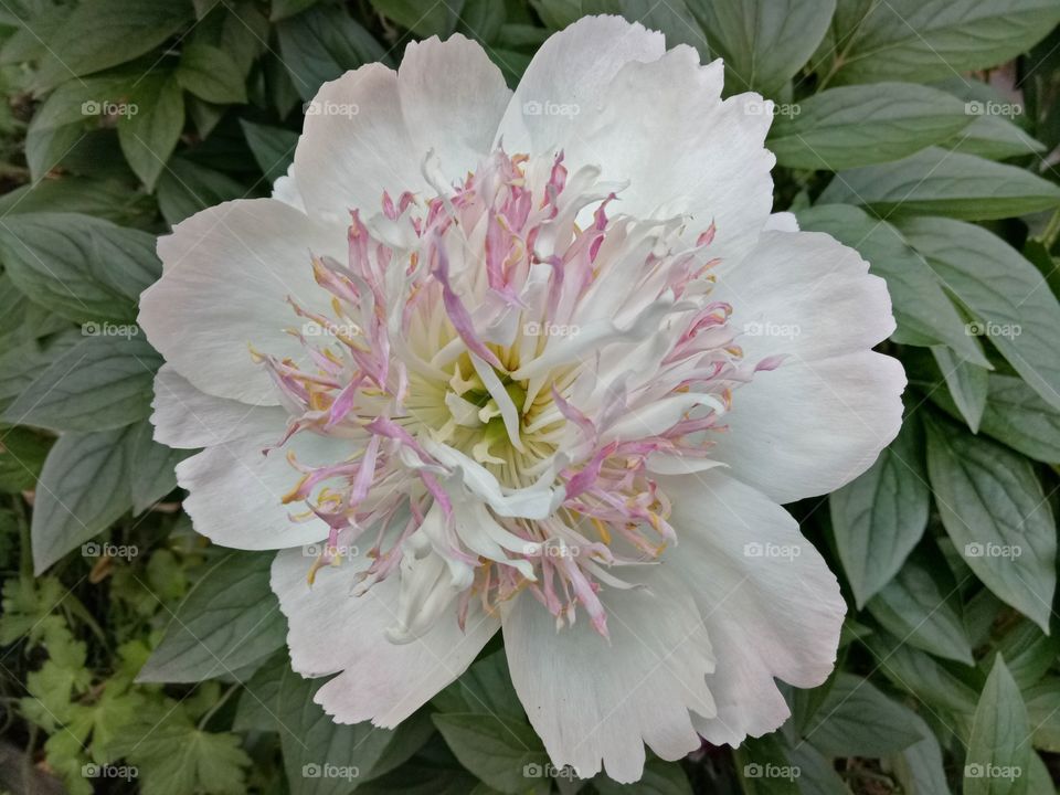 Beautiful Chinese peony flower blossoms with lush, pink, white petals in the garden.