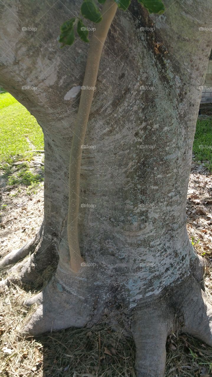 Tree Trunk New Growth