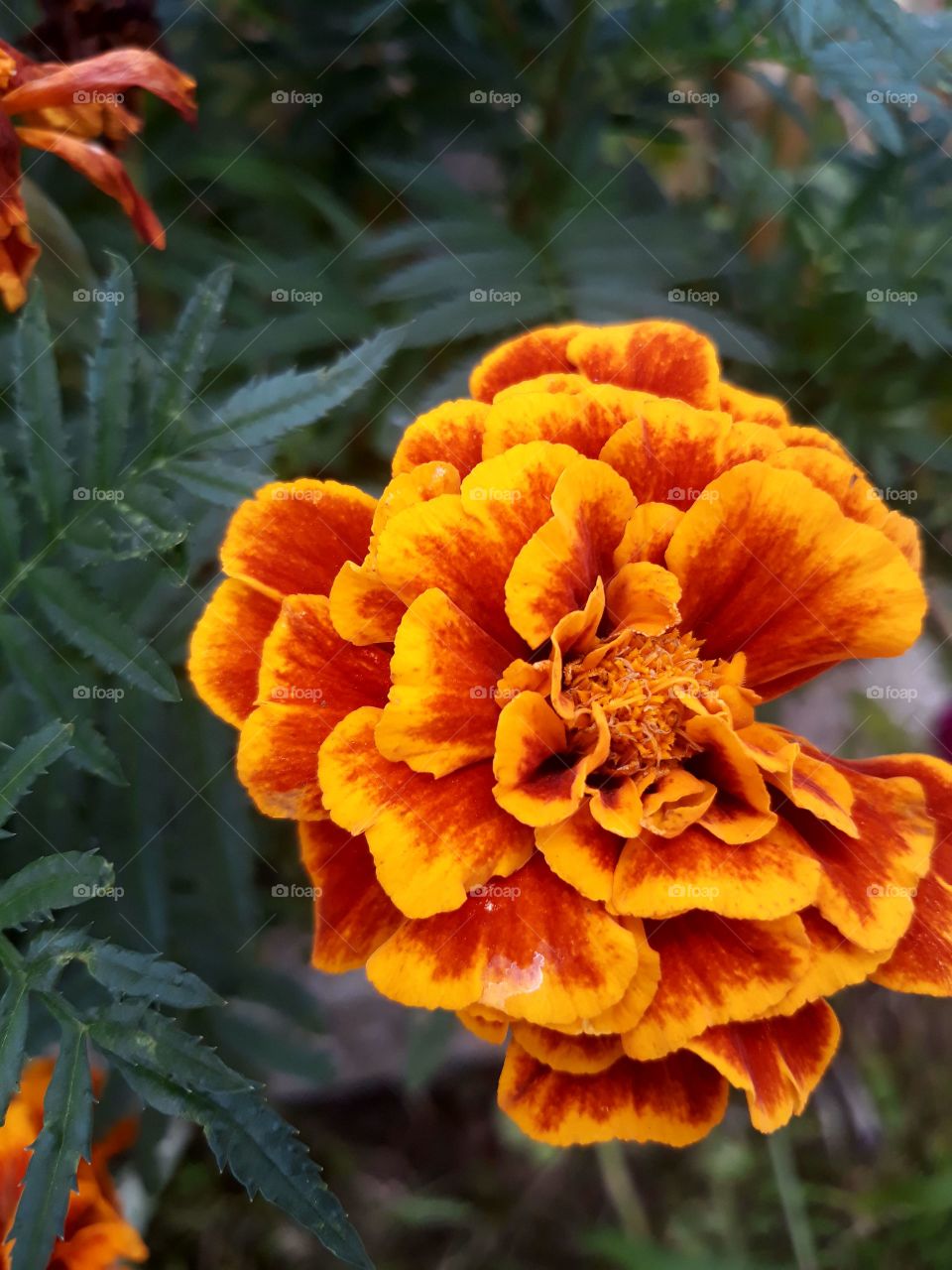 This is rare orange flame flowers and very unusual to see.