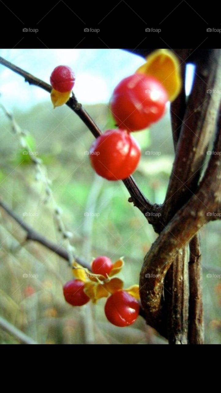 Natural Reds