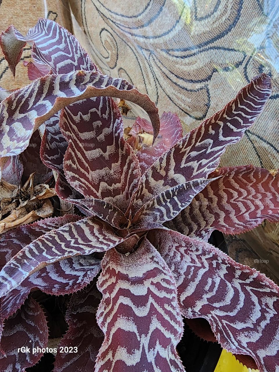 cryptanthus
