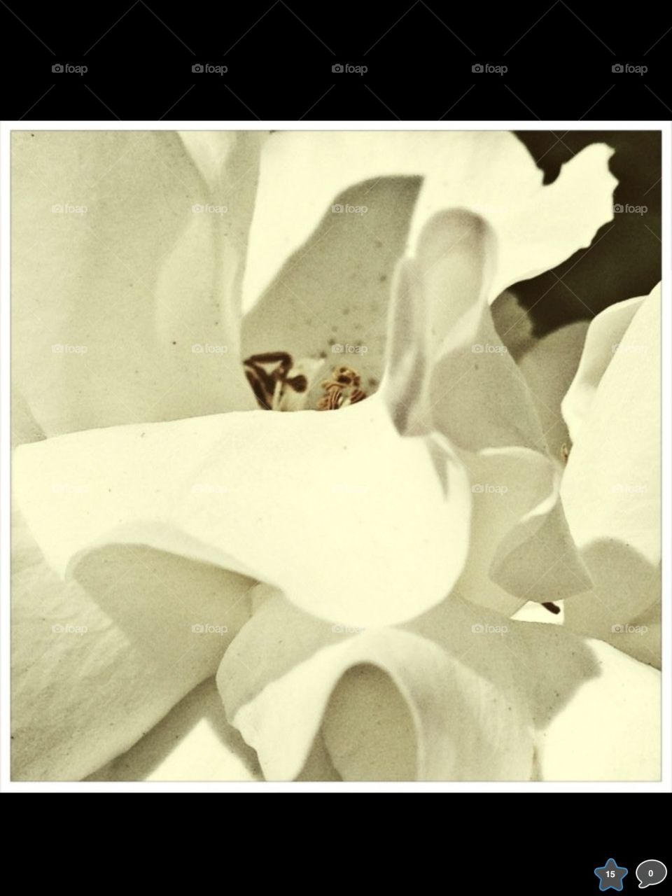 Up close photo of white English rose. 