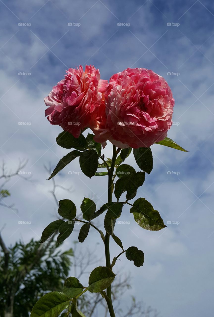 Kölner Flora Rose