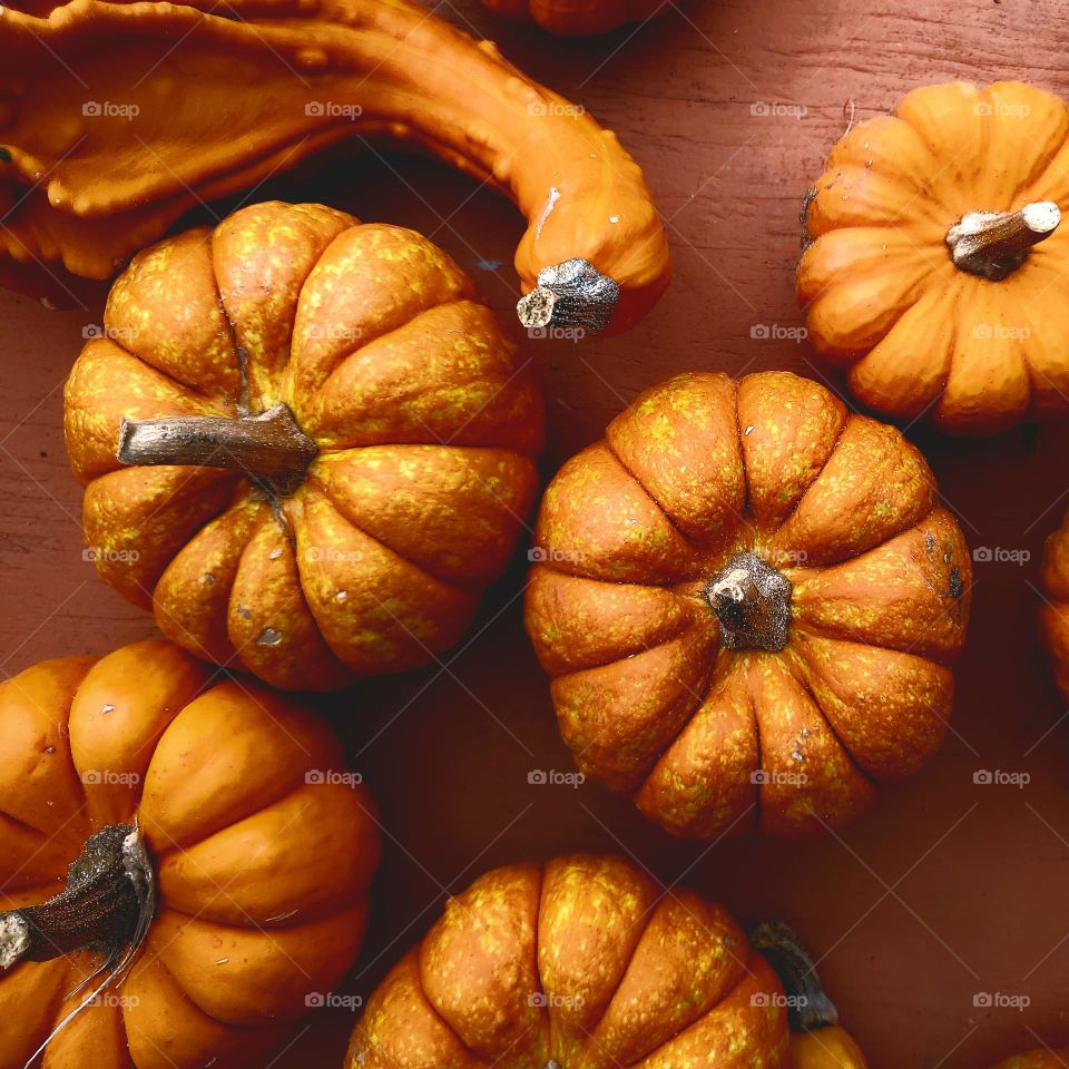 Ornamental pumpkins