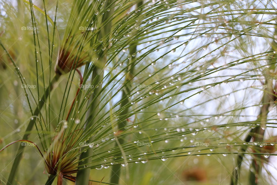 Raindrops on a plant - close up 